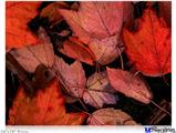 Poster 24"x18" - Fall Tapestry